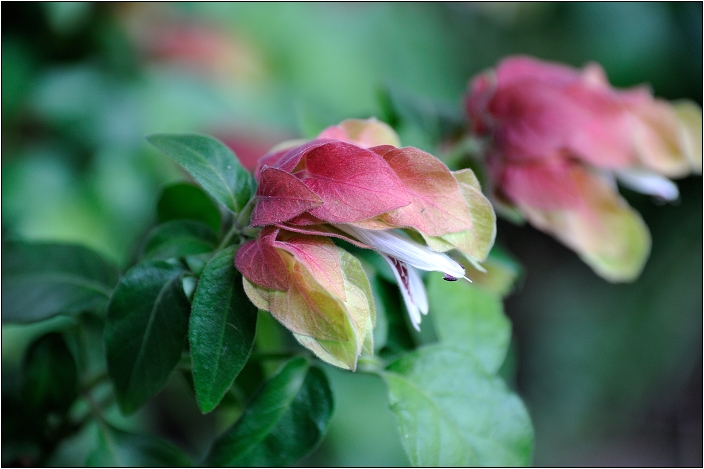 2010台北國際花卉博覽會。圓山公園區