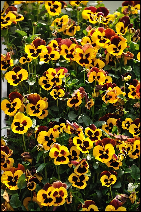 2010台北國際花卉博覽會。圓山公園區