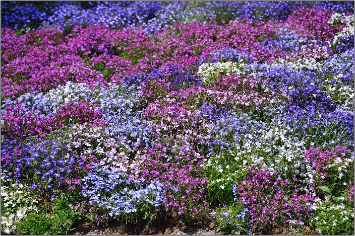 2010台北國際花卉博覽會。圓山公園區