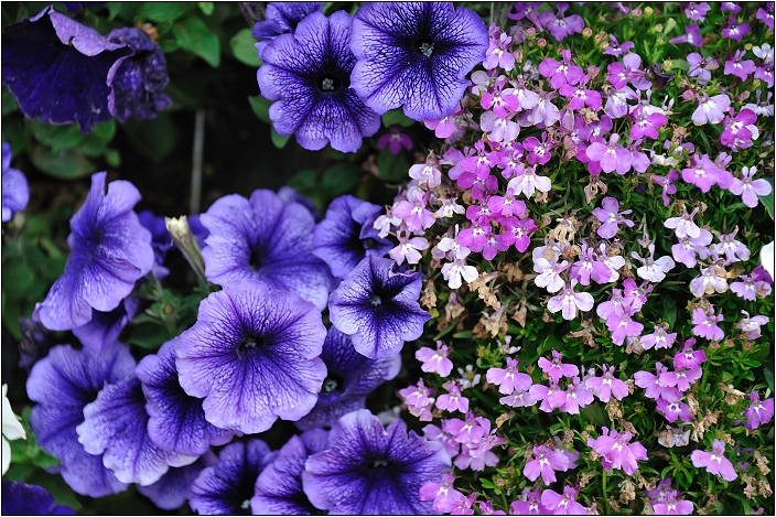 2010台北國際花卉博覽會。圓山公園區