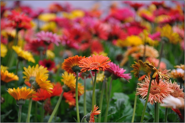 2010台北國際花卉博覽會。圓山公園區