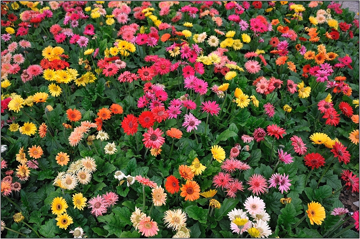 2010台北國際花卉博覽會。圓山公園區