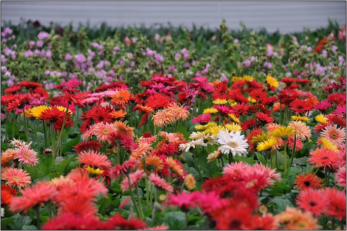 2010台北國際花卉博覽會。圓山公園區