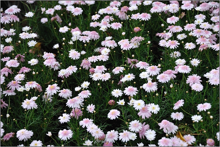 2010台北國際花卉博覽會。圓山公園區