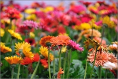 2010台北國際花卉博覽會。圓山公園區