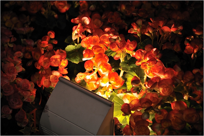 2010台北國際花卉博覽會。圓山公園區 - 爭豔館
