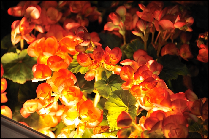 2010台北國際花卉博覽會。圓山公園區 - 爭豔館