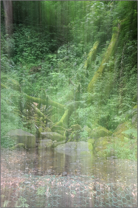 【桃園北橫 景點】拉拉山(達觀山)神木群 | 毛毛蟲的家