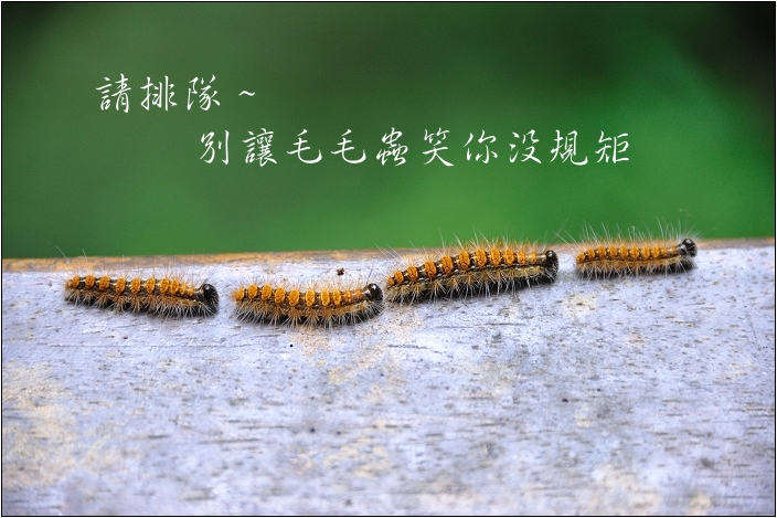 【桃園北橫 景點】拉拉山(達觀山)神木群 | 毛毛蟲的家