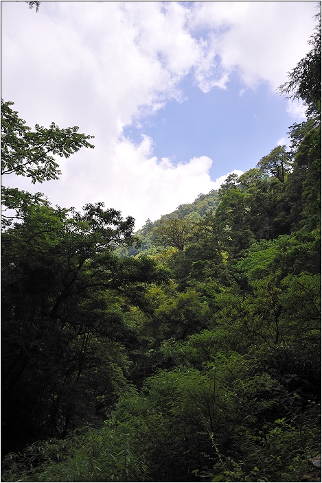 【桃園北橫 景點】拉拉山(達觀山)神木群 | 毛毛蟲的家