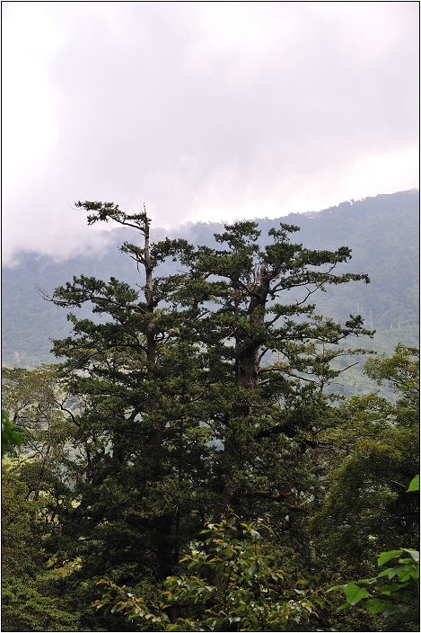 【桃園北橫 景點】拉拉山(達觀山)神木群 | 毛毛蟲的家