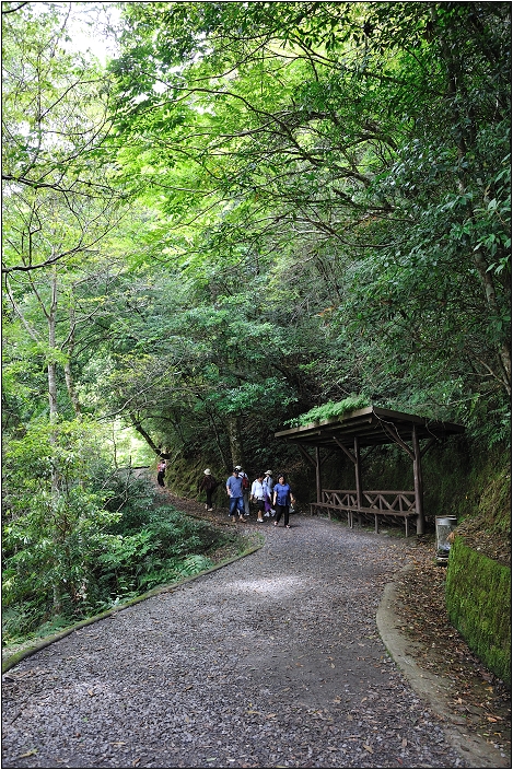 【桃園北橫 景點】拉拉山(達觀山)神木群 | 毛毛蟲的家