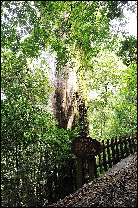 【桃園北橫 景點】拉拉山(達觀山)神木群 | 毛毛蟲的家