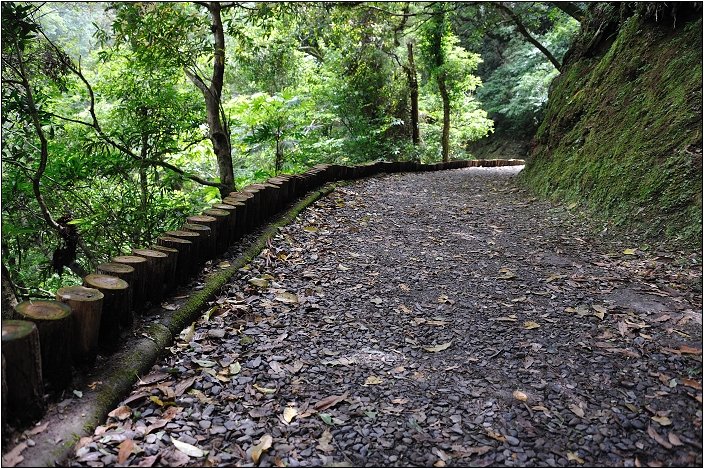 【桃園北橫 景點】拉拉山(達觀山)神木群 | 毛毛蟲的家