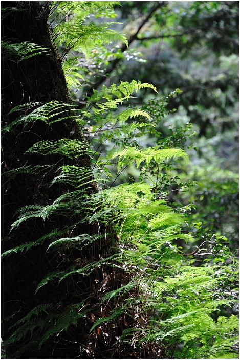 【桃園北橫 景點】拉拉山(達觀山)神木群 | 毛毛蟲的家