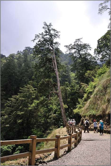 【桃園北橫 景點】拉拉山(達觀山)神木群 | 毛毛蟲的家