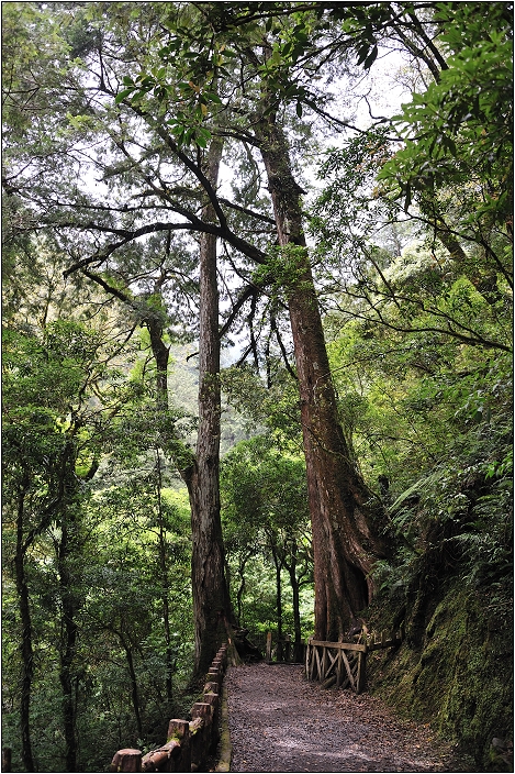 【桃園北橫 景點】拉拉山(達觀山)神木群 | 毛毛蟲的家