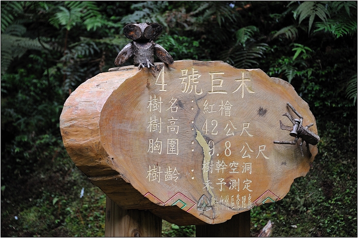 【桃園北橫 景點】拉拉山(達觀山)神木群 | 毛毛蟲的家