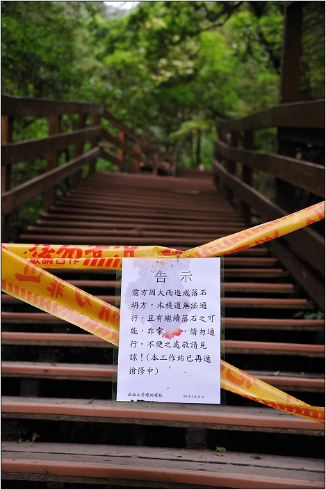 【桃園北橫 景點】拉拉山(達觀山)神木群 | 毛毛蟲的家