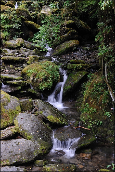 【桃園北橫 景點】拉拉山(達觀山)神木群 | 毛毛蟲的家