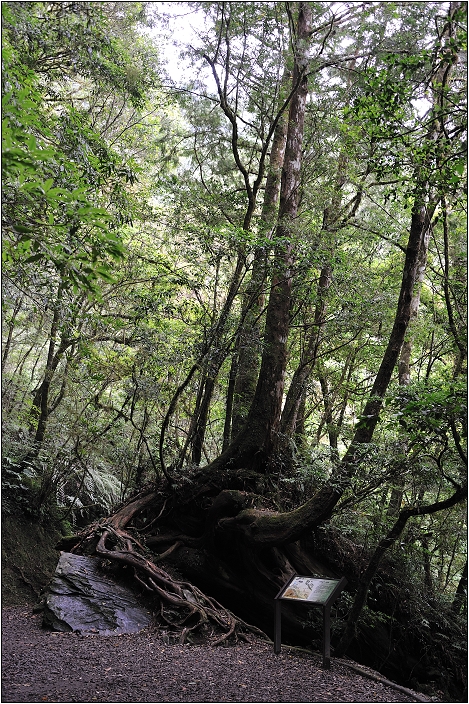 【桃園北橫 景點】拉拉山(達觀山)神木群 | 毛毛蟲的家