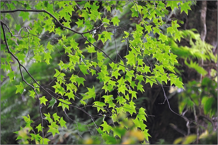 【桃園北橫 景點】拉拉山(達觀山)神木群 | 毛毛蟲的家