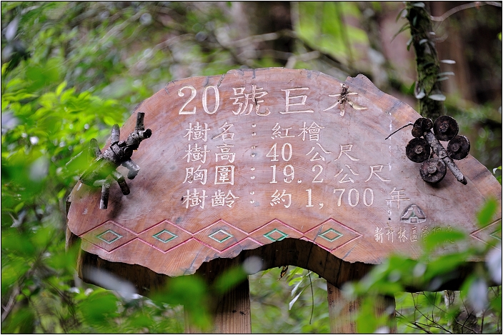 【桃園北橫 景點】拉拉山(達觀山)神木群 | 毛毛蟲的家