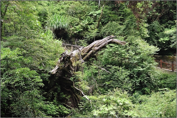 【桃園北橫 景點】拉拉山(達觀山)神木群 | 毛毛蟲的家