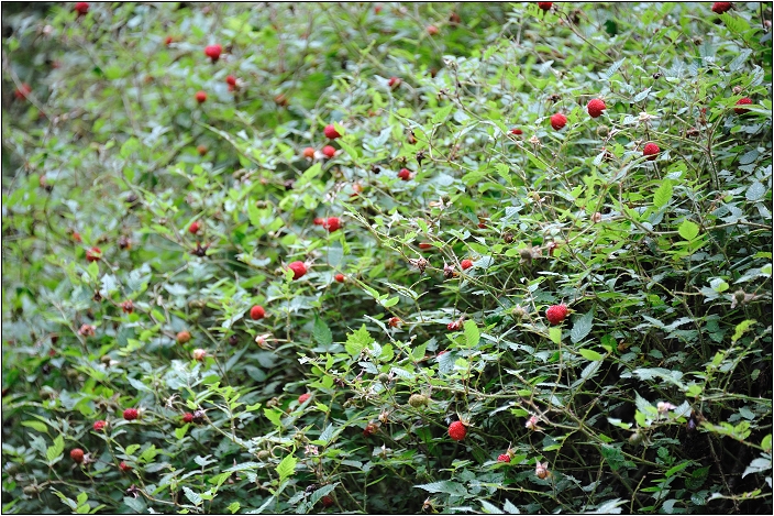 【桃園北橫 景點】拉拉山(達觀山)神木群 | 毛毛蟲的家