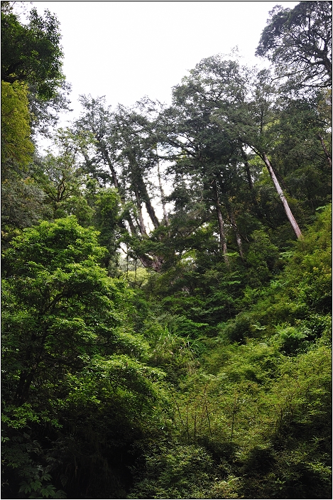 【桃園北橫 景點】拉拉山(達觀山)神木群 | 毛毛蟲的家