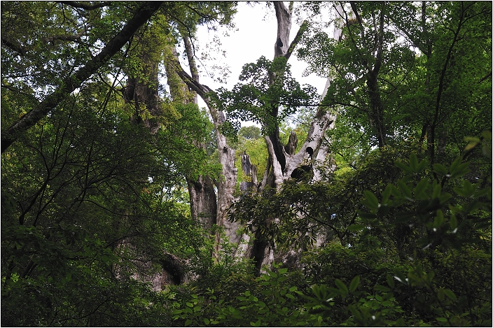 【桃園北橫 景點】拉拉山(達觀山)神木群 | 毛毛蟲的家