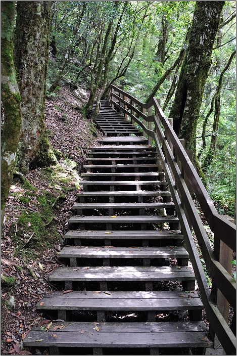 【桃園北橫 景點】拉拉山(達觀山)神木群 | 毛毛蟲的家