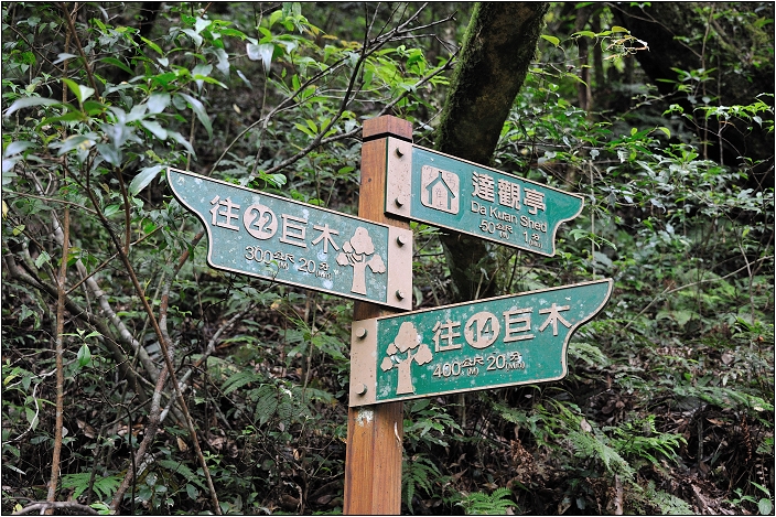 【桃園北橫 景點】拉拉山(達觀山)神木群 | 毛毛蟲的家