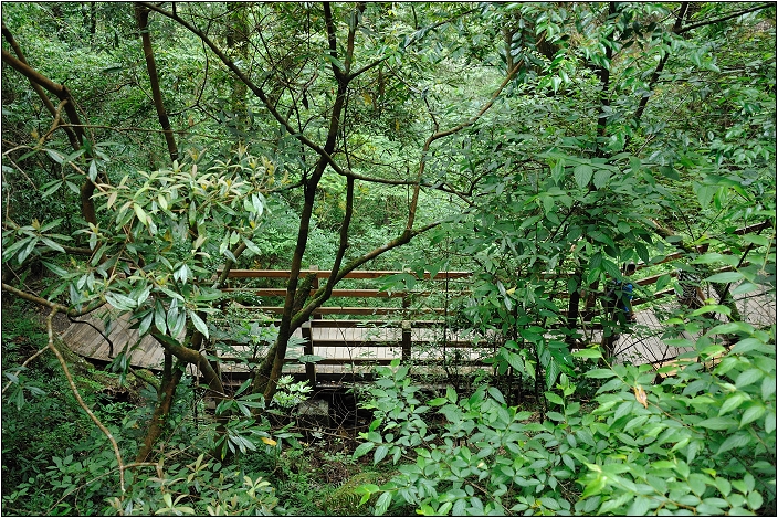 【桃園北橫 景點】拉拉山(達觀山)神木群 | 毛毛蟲的家