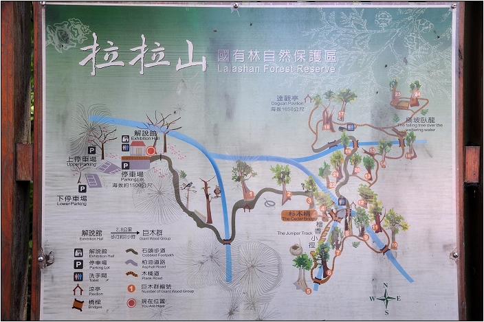 【桃園北橫 景點】拉拉山(達觀山)神木群 | 毛毛蟲的家