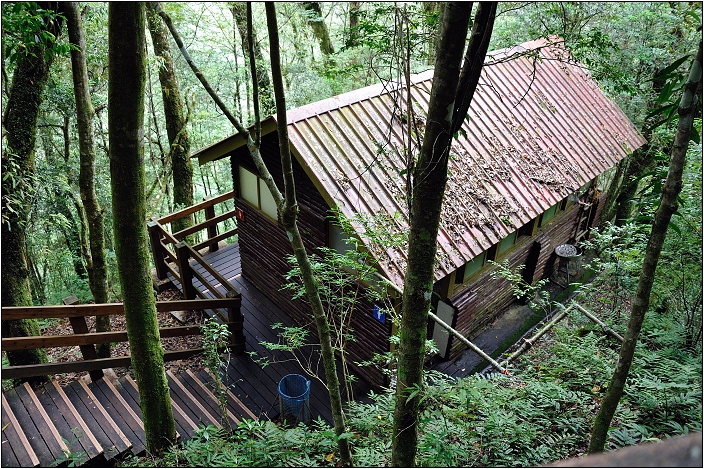 【桃園北橫 景點】拉拉山(達觀山)神木群 | 毛毛蟲的家