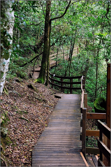 【桃園北橫 景點】拉拉山(達觀山)神木群 | 毛毛蟲的家