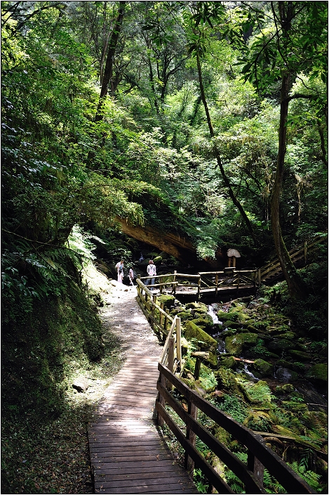 【桃園北橫 景點】拉拉山(達觀山)神木群 | 毛毛蟲的家