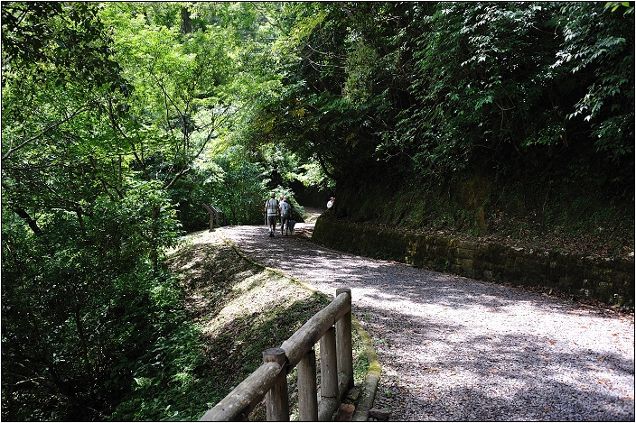 【桃園北橫 景點】拉拉山(達觀山)神木群 | 毛毛蟲的家