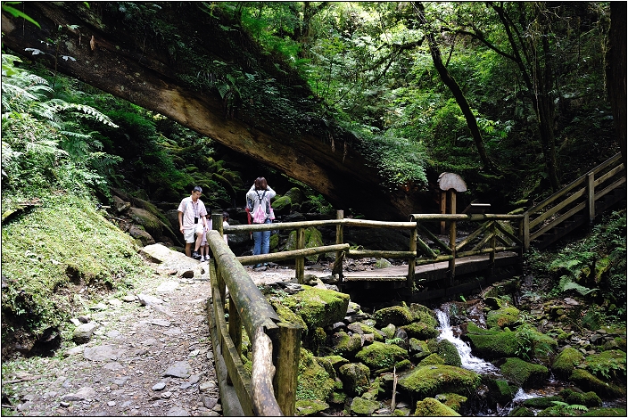 【桃園北橫 景點】拉拉山(達觀山)神木群 | 毛毛蟲的家