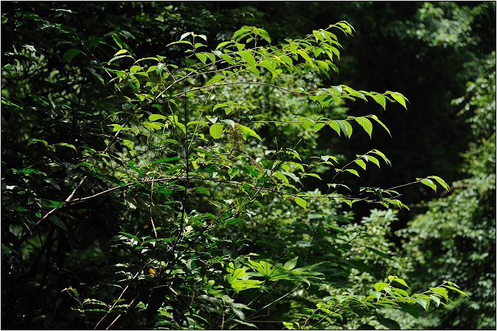 【桃園北橫 景點】拉拉山(達觀山)神木群 | 毛毛蟲的家
