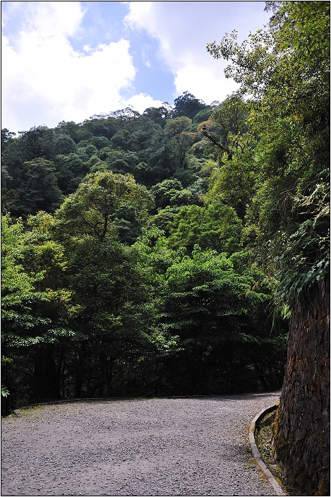 【桃園北橫 景點】拉拉山(達觀山)神木群 | 毛毛蟲的家