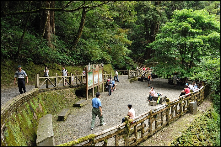 【桃園北橫 景點】拉拉山(達觀山)神木群 | 毛毛蟲的家