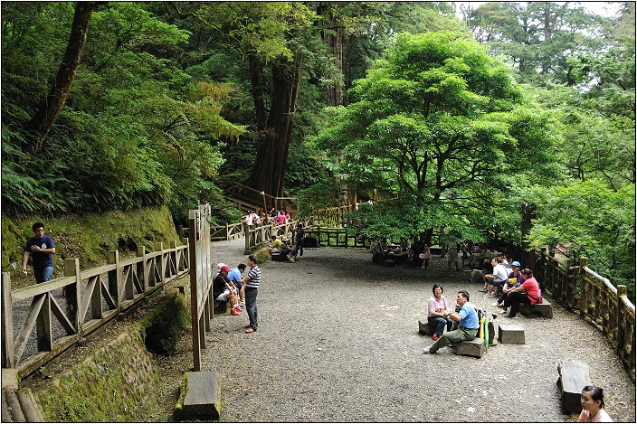 【桃園北橫 景點】拉拉山(達觀山)神木群 | 毛毛蟲的家