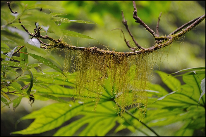 【桃園北橫 景點】拉拉山(達觀山)神木群 | 毛毛蟲的家