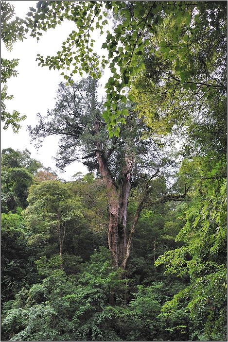 【桃園北橫 景點】拉拉山(達觀山)神木群 | 毛毛蟲的家