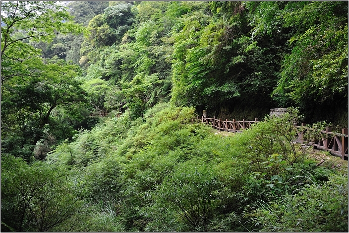 【桃園北橫 景點】拉拉山(達觀山)神木群 | 毛毛蟲的家