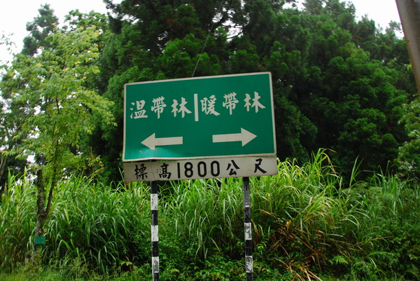 阿里山 | 日出、雲海、鐵路、森林、晚霞 (上)