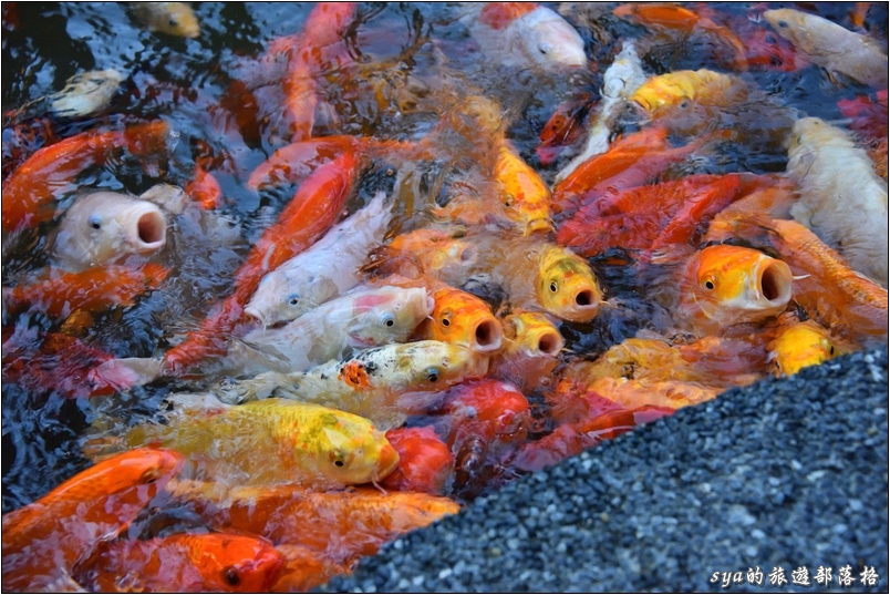 【花蓮 推薦民宿】金澤居 | 大樹旁的溫度與歡笑。大草皮、餵魚與舒適的房間