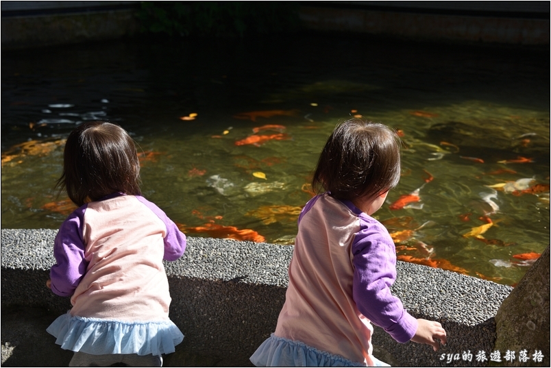 【花蓮 推薦民宿】金澤居 | 大樹旁的溫度與歡笑。大草皮、餵魚與舒適的房間